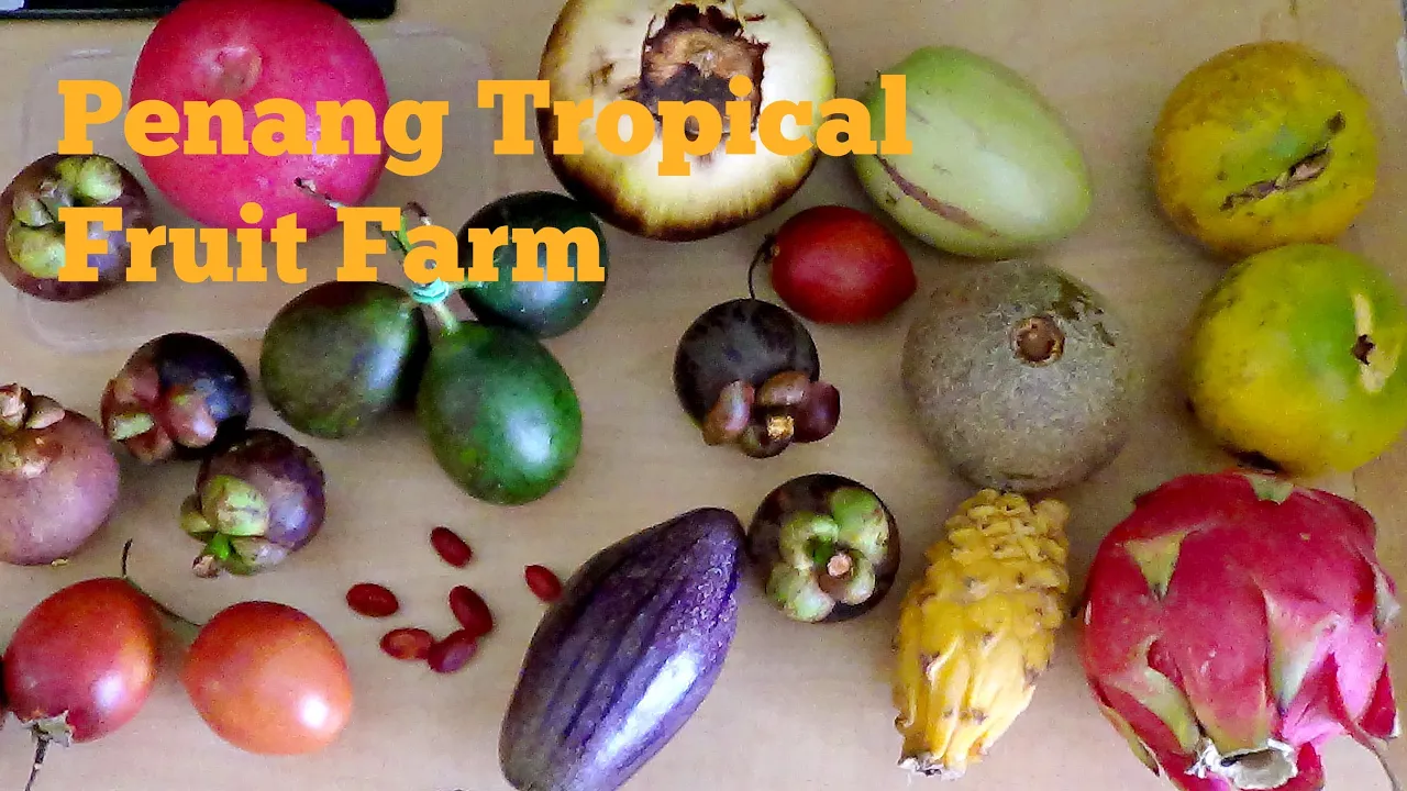 Penang Tropical Fruit Farm (Star Apple, Coffee, Araza, Surinam Cherry) Weird Fruit Explorer Ep. 41