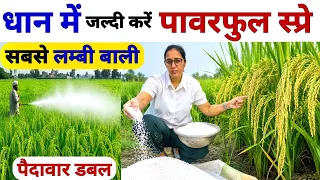 धान में सबसे लम्बी बाली 🌾इस चमत्कारी खाद से | Dhan me Potash kab or kaise dale? Potash Use in Paddy