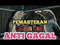 Lagu CARA PEMASTERAN BURUNG SRIGUNTING AGAR CEPAT MENIRUKAN SUARA MASTERAN