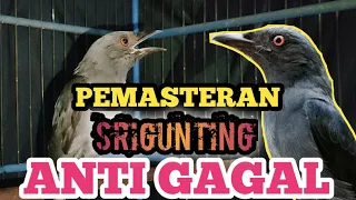 how to master the srigunting bird so that it quickly imitates the masters sound