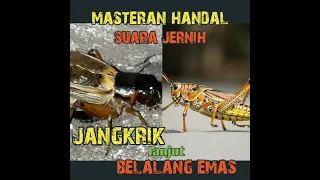 Download ngengkrik tajam! JANGKRIK lanjut BELALANG EMAS#belalangemas#suarajangkrik#jangkrik#masteranmuraibatu MP3