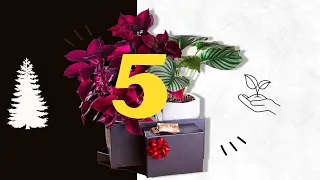 5 perfect plant gifts their significance will shock you