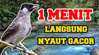 Download Terapi kutilang stress dan macet bunyi ampuh buat kutilang biar cepat gacor MP3