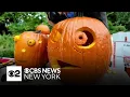 Need some pumpkin carving help this Halloween Get tips from an expert jack-o -lantern artist
