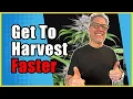 Late Flower Cannabis Hacks to Finish Faster