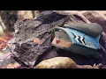 E.VAX - Kolkata (Official Video)