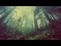Download Lagu SUARA SUARA DI DALAM HUTAN
