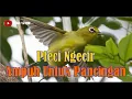 Download Lagu SUARA PLECI NGECIR AMPUH UNTUK MASTERAN