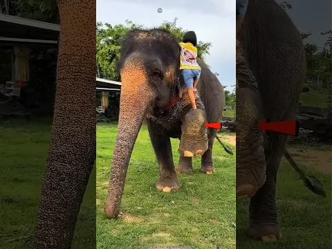 Never Underestimate an Elephant #core #elephant