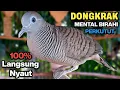 Perkutut Lokal Gacor Suara Besar Pancingan Burung Perkutut Agar Cepat Bunyi.