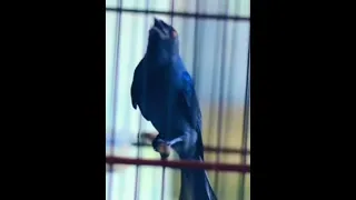 srigunting abu abu edan materi tembakan mewah