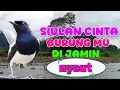 Download Lagu PANCINGAN KACER; Siulan cinta, burung lain mudah nyaut 