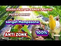 Download Lagu SUARA PIKAT BURCIL SANGAT AMPUH ANTI ZONK BIKIN HEBOH DI KEBON