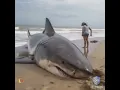 Download Lagu HIU MEGALODON TERDAMPAR #shortvideo #videoshorts #shark