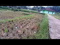 Download Lagu VLOG PESAWAHAN YANG SUDAH DI PANEN