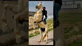 لازغرت صوت البارود الدعجه   هجيني وجوبي الدعجه دندنها