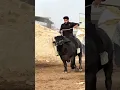 Download Lagu Bullfighter program to warr gya #cow #syedfahad