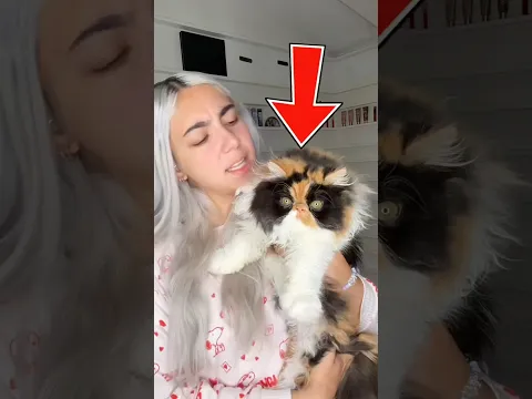Ve este video si amas a los gatos😳🐈