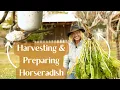 When How to Harvest Horseradish How to Prepare Horseradish