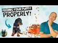 Feeding Your New Doberman Puppy When Where What and How Much