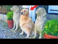 Download Lagu Animals Are The Best Comedians 😂 Funniest ANIMAL Videos