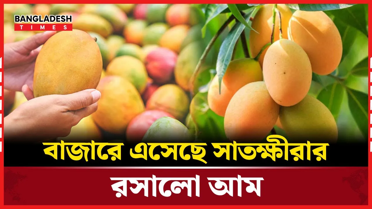 আজ থেকেই বাজারে মিলবে সাতক্ষীরার আম