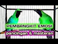 Download Lagu Masteran cucak ijo full isian menaikan emosi dan tembak an panjang bongkar materi