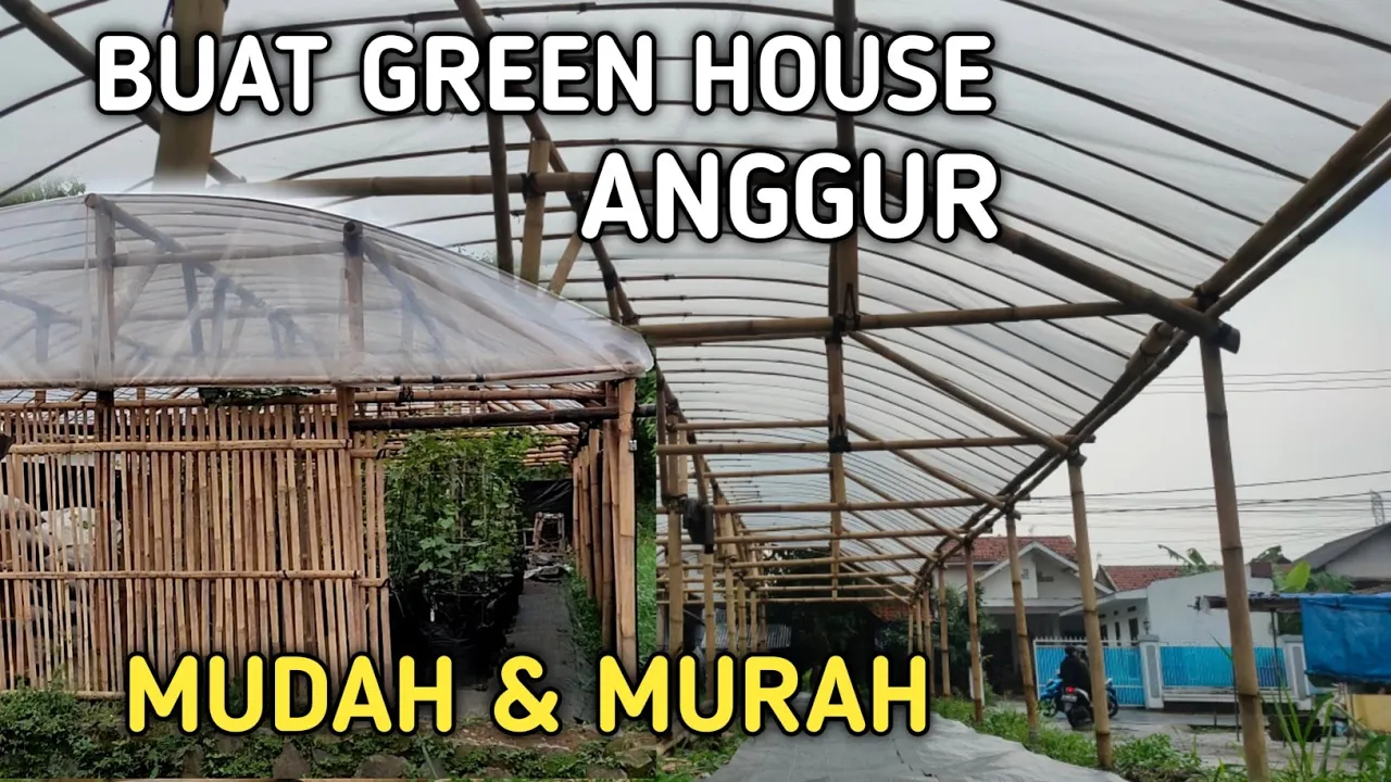 Tips hemat membuat green house bambu untuk anggur Tips hemat membuat green house bambu untuk anggur