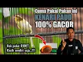 Download Lagu PERAWATAN KENARI PAUD AGAR CEPAT GACOR||racik sendiri saja bisa