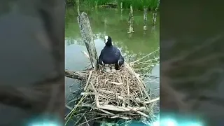 صوت دجاج الماء مز دوج حديث2018  صوت دجاج الماء مز دوج حديث2018