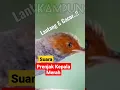 Download Lagu Suara Gacor Prenjak Kepala Merah
