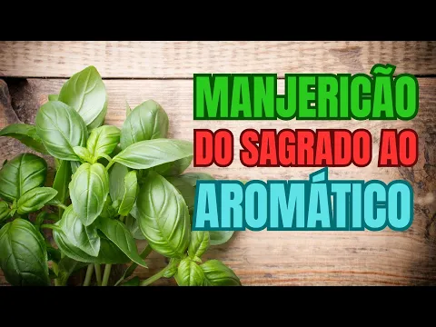 Manjericão: Qualidades, usos e benefícios
