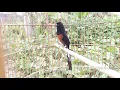 Lagu White Rumped Shama singing | bird sounds | most beautiful bird song video to training Rumped Shama