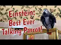 Download Lagu Einstein: Burung Beo yang Bisa Berbicara Terbaik!