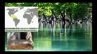 personality traits in the mangrove rivulus