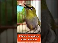 Download Lagu PLECI BUSTOMI NGRIWIK, PANCINGAN PLECI OMBYOKAN CEPAT NGERIWIK#pleci #birds #bird #short #shorts