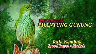 Download MASTERAN PIJANTUNG GUNUNG || UNTUK SEGALA JENIS BURUNG MP3