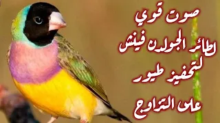صوت قوي لطائر الجولدن فينش لتحفيز طيورك على التزاوج 