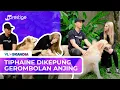 Download Lagu KENALAN SAMA THE GOLDEN FAMILY, ANJING \u0026 KUCING BEMZ KRETEK YANG PUNYA BANYAK FANS \u0026 NAMA UNIK!
