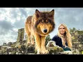 Download Lagu THE FIRE WOLF - The World's Most Beautiful Wolfdog