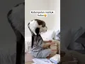 Download Lagu kucung lucu gemesin apa jengkelin😺