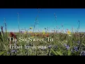 524 SDA Hymn - Tis So Sweet To Trust In Jesus Singing w
