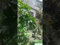 Download Lagu Lemon tree grafting I Lebu gaser kolom I Lemon air layering I grafting easy methods.