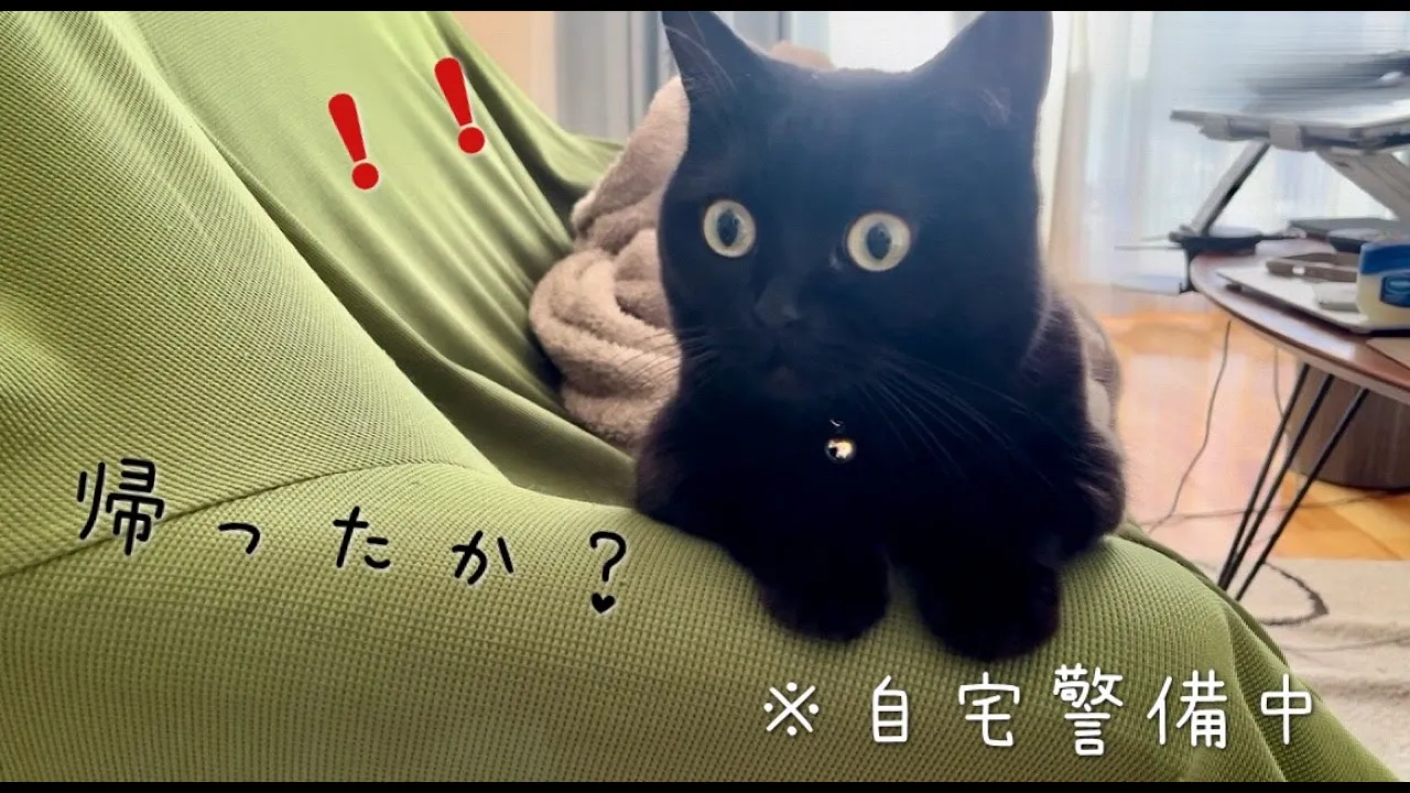 訪問者が帰ったか気になり、ソファで自宅警備する黒猫 | 床でうねうね