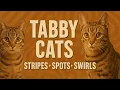 The Tabby Cats Stripes Spots Swirls Explained Types Genetics Care