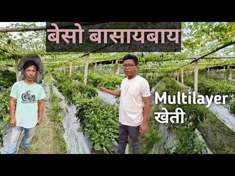 Download MP3 Intercropping farming || बेबादि आबाद मावनायखायसो बासिबाइ