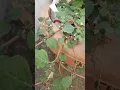 Download Lagu Flowering in #horse #purslane ..whole plant useful in swelling \u0026 kidney related problems  #shorts