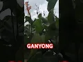 Download Lagu TANAMAN GANYONG