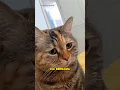 Download Lagu Kisah di Balik Kucing Meme Viral🐱