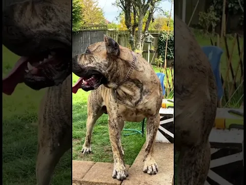 Amazing Presa Canario Dog Transformation #shorts
